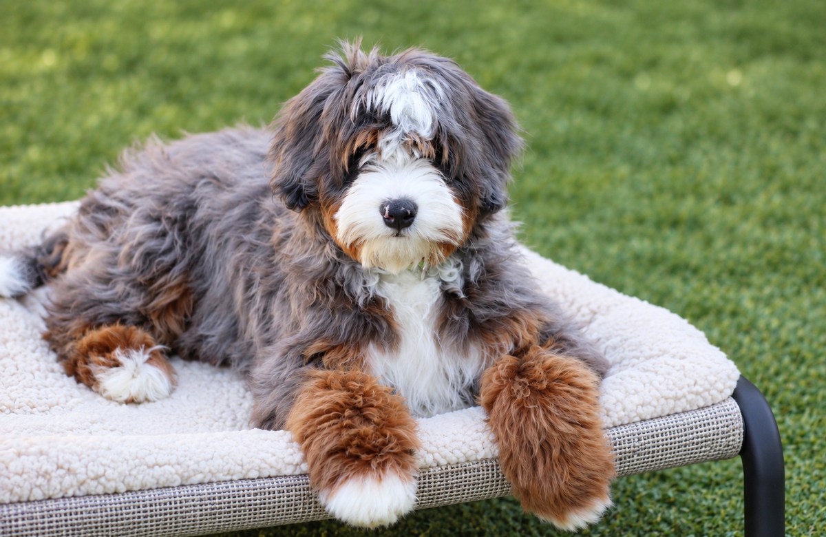 Bernedoodles